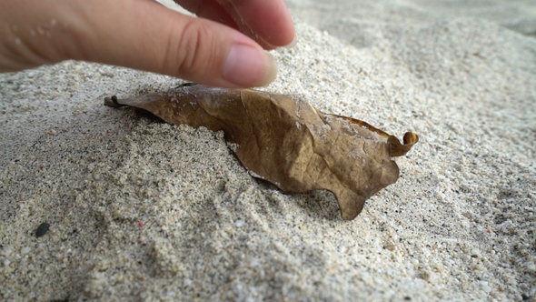 Female Hand Pick Up Dry Leaf From the Sand, Concept Ecology, Green Earth Disaster Destroyed, Global
