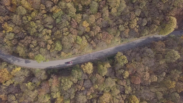 Aerial of Car Driving Through Sunny Autumn Forest