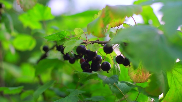 Bush with Blackcurrant Berries in the Garden