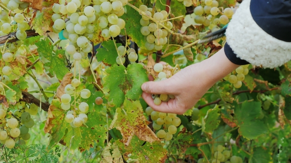 Female Hands Cut Grapes. Ripe White Grapes in the Vineyard, Lake Ontario alt