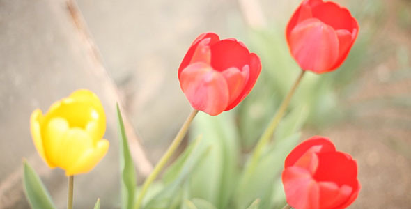 Garden Tulips In The Wind