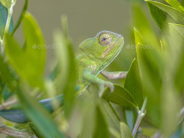 African chameleon climbing in natural tree habitat - Stock Photo - Images