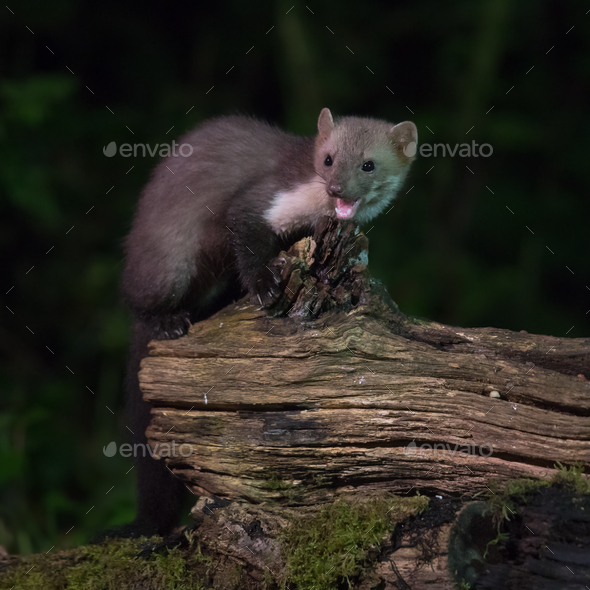 Elusive wild Beech marten at night - Stock Photo - Images