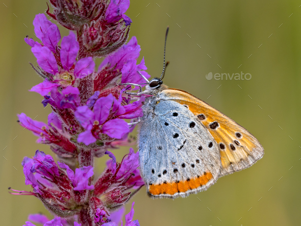 Large copper butterfly on purple flower - Stock Photo - Images