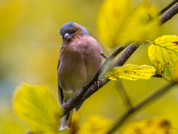 Chaffinch on autumn branch - Stock Photo - Images