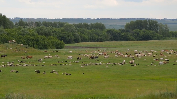 a Large Herd of Animals, Sheep, Cows, Horses, a Bird on a Green Spring Meadow alt