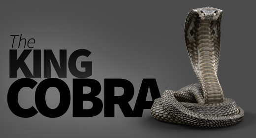 King Cobra