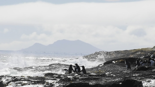 Rockhopper Penguins Falkland Island