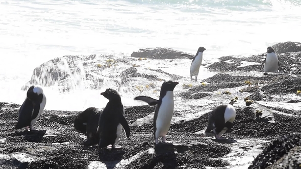 Rockhopper Penguins on Falkland Island