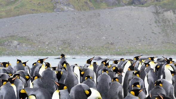 King Penguins with Chick