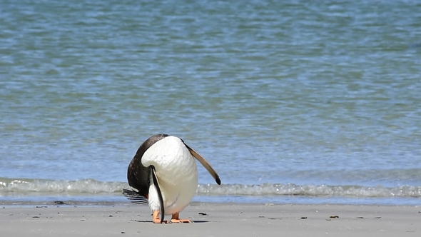 Gentoo Penguins on the Beach