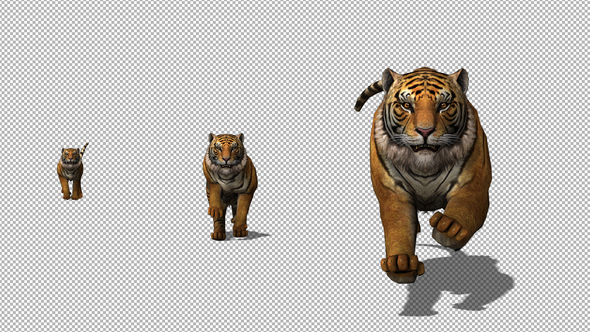 Featured image of post Tiger 3D Animation Camera