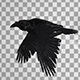 Realistic Raven Fly Loop Realistic Raven Fly Loop - VideoHive Item for Sale