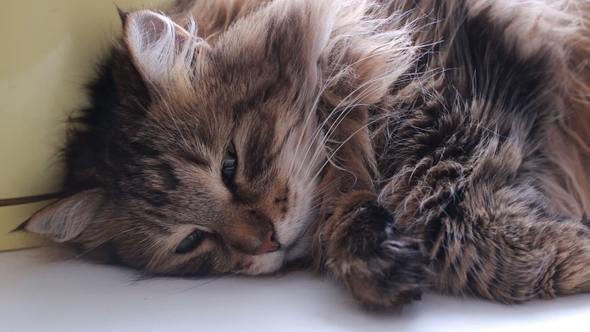 Fluffy Cat Biting Human's Hand Laying on a Window Sill