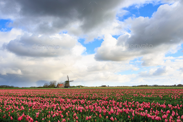 Clouds over a field with tulips and a windmill - Stock Photo - Images