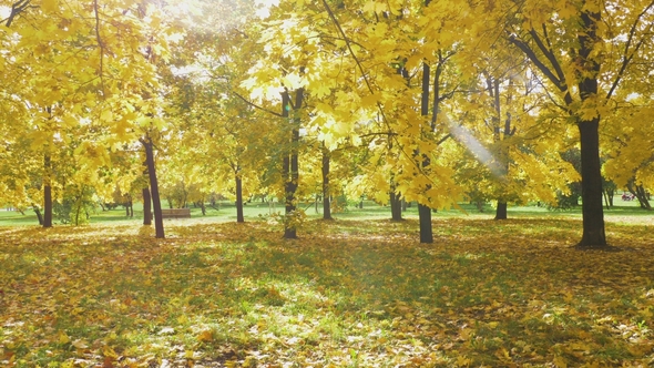 Yellow Colorful Maple Leaves on Trees and Foliage on Ground in Park in Autumn at Sunny Day alt