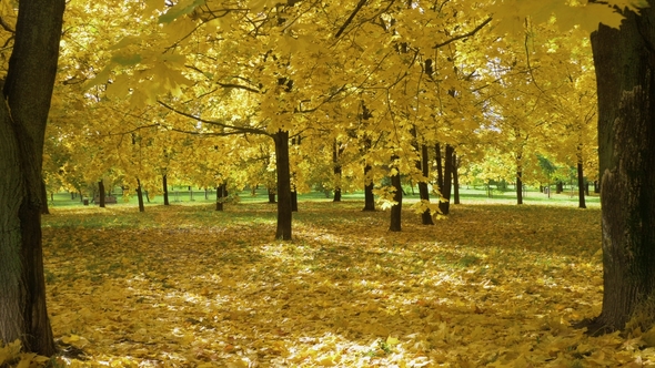 Yellow Maple Trees and Foliage on Ground in Park in Autumn. Sunbeams Are Going Through Leaves alt