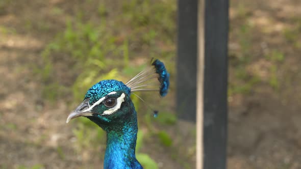 A close-up of a peacock's head.