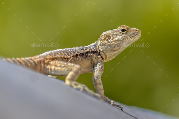 Sling-tailed Agama climbing looking up - Stock Photo - Images