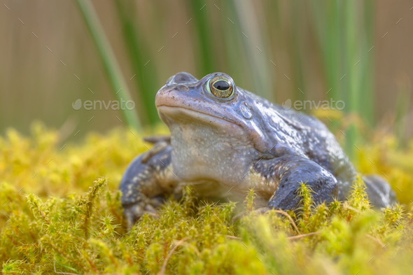 Blue Moor frog - Stock Photo - Images