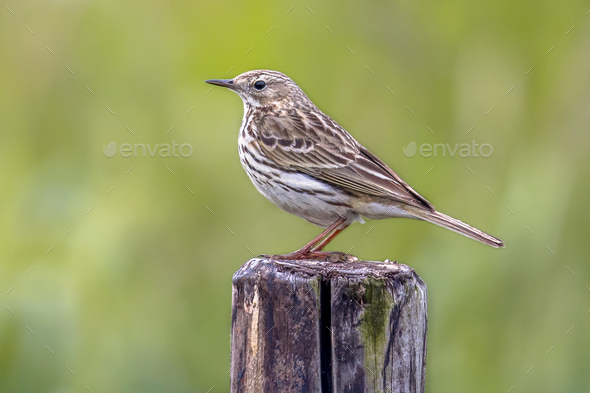 Meadow pipit perched on pole - Stock Photo - Images
