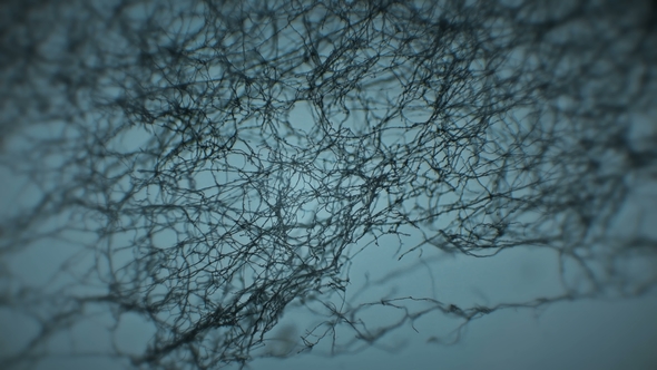 Mold Taken From Rotten Wood, Which Was in a Cave Under a Microscope alt