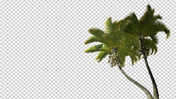 Palm Trees With Alpha Channel Motion Graphics Videohive