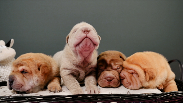 Four Newborn Shar Pei Dog Pups in a Basket