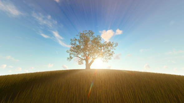 One Tree Hill Sunset