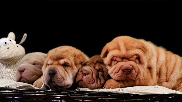 Four Newborn Shar Pei Dog Pups in a Basket