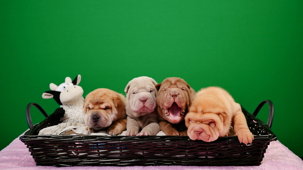 Four Newborn Shar Pei Dog Pups in a Basket Green Screen