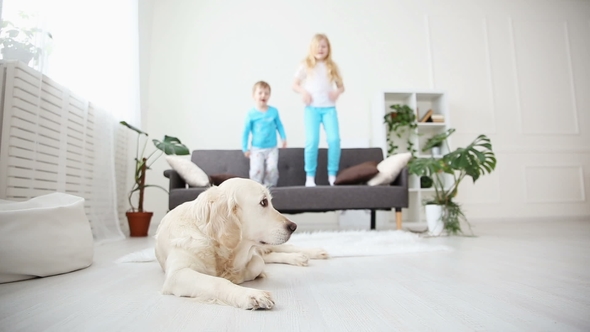 Brother and Sister Jumping on the Couch in the Living Room. the Golden Retriever Lies on the Floor