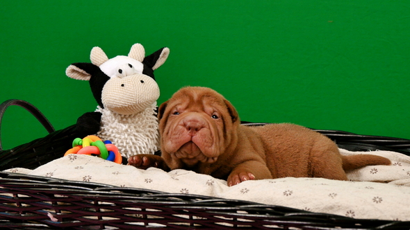 Newborn Shar Pei Dog Pup in a Basket Green Screen