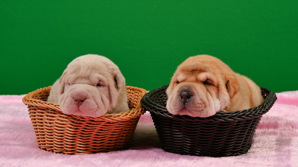 Two Newborn Shar Pei Dog Pups in a Basket Green Screen
