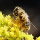 Bee on Flowers - VideoHive Item for Sale