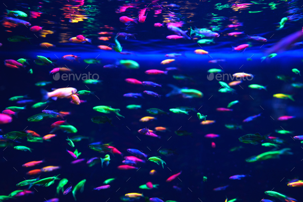 Lots of small neon fish in the aquarium Stock Photo by vlad_star