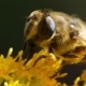 Bee on Yellow Flower - VideoHive Item for Sale