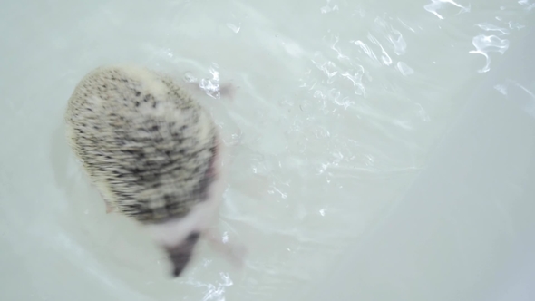 Eergetic Pet Domesticated Hedgehogs Swimming in White Bathtub