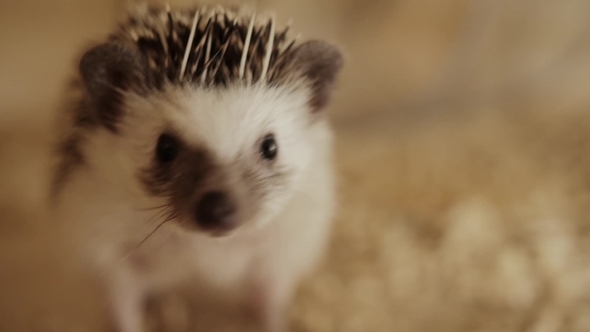 Little Pet Household Hedgehog Running on Wheel in Cage
