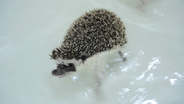 Sweet Pet Domesticated Hedgehogs Crawling in Water in White Bathtub