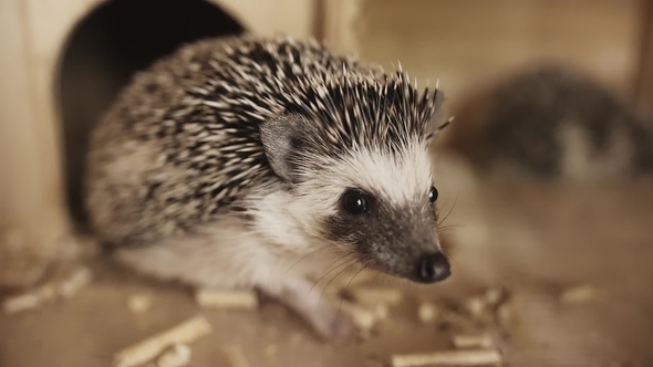 Cute Pet Domesticated Hedgehog Sitting Near Small House in Cage