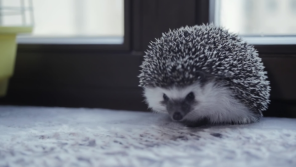 Cute Little Pet Hedgehog Walking in Apartment Window Sill
