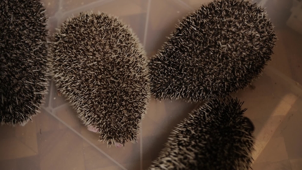 Bunch of Domesticated Hedgehogs Crawling in Plastic Box on Floor in Apartment