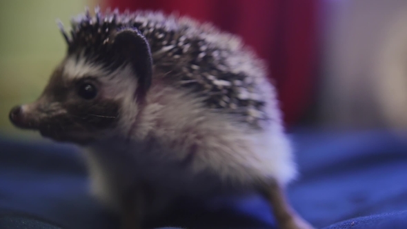 Little Pet Hedgehog Walking on Blue Blanket in Apartments