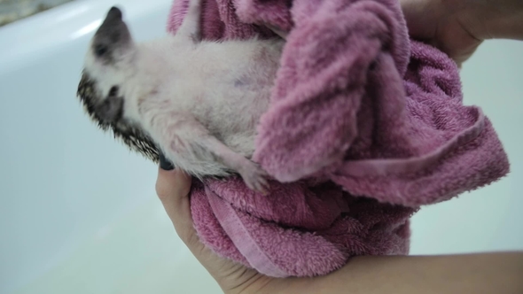 Female Hands Drying Pet Hedgehog in Towel After Washing in Bathtub