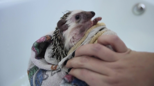 Female Arms Drying Pet Hedgehog in Towel After Washing in Bathtub