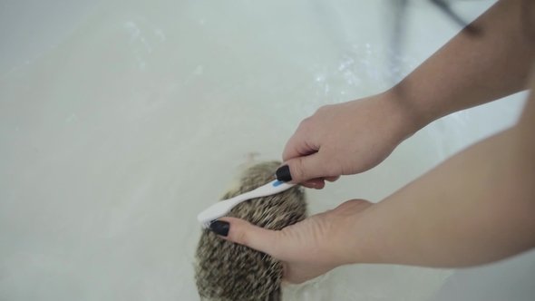 Female Hands Scrubs Hedgehog Spikes with Toothbrush in Bathtub