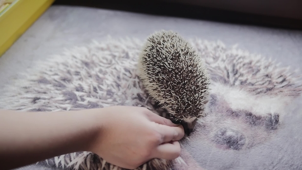 Woman Hand Gives Pet Hedgehog Cockroach To Feed It