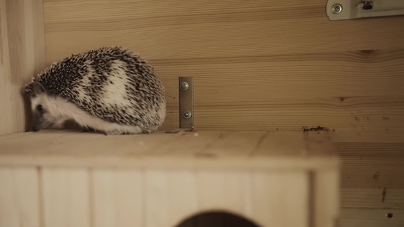 Cute Pet Hedgehog Crawling on Wooden Cage House