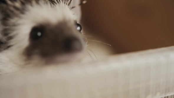 Little Pet Hedgehog Sniffing Around on Wooden Cage Floor